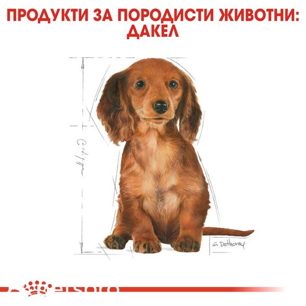 Храна Royal Canin BHN Dachshund Puppy - 1,5 кг 00000002536 снимка