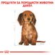 Храна Royal Canin BHN Dachshund Puppy - 1,5 кг 00000002536 снимка 2